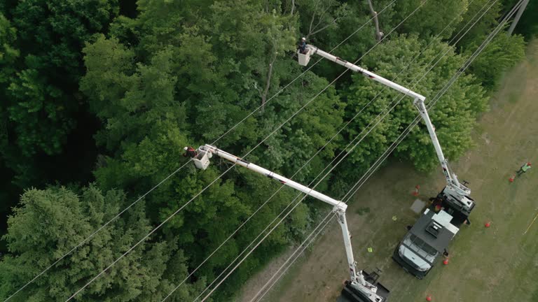 How Our Tree Care Process Works  in  Wesleyville, PA