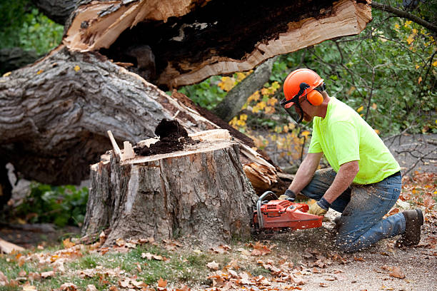 Wesleyville, PA Tree Removal Company